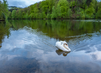 swan on lake