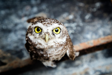 Indian owl staring into the camera
