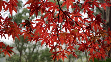 Red maple tree leaves in autumn/fall
