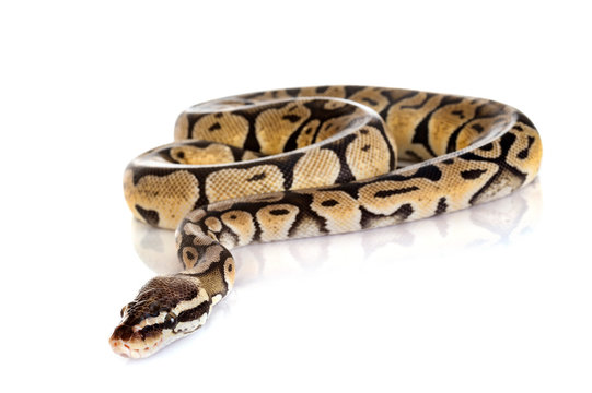 Ball python in studio