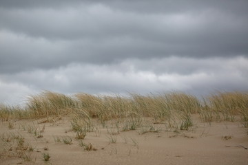 Rare grass on sand waves on wind, against sky with heavy clouds