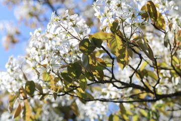 Blossoms in spring...