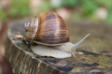 Slug on a wet tree stump...