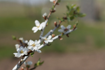 flowering young apricot tree in spring. seven petal flower