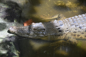 crocodile in water