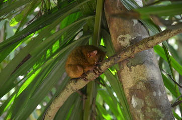 Little tarsier