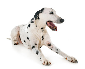 dalmatian in studio