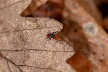 Female castor bean tick (Ixodes ricinus)