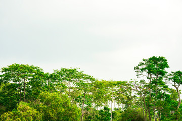 Green tree with blue sky cloud, Beautiful green forest with copy space of blue sky for create your text, Background of green leaves on top of tree