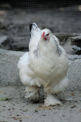 light brahma chicken female