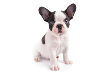 White and black french bulldog puppy over white background - Powered by Adobe