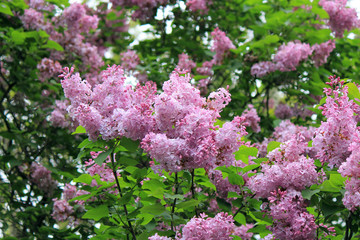 spring bloom of lilac