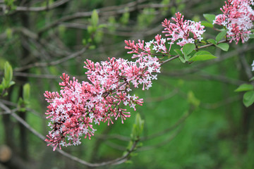 spring bloom of lilac