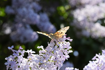 Butterfly Vanessa cardui on lilac flowers. Pollination blooming lilacs.