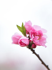 桃の花　ハナモモ　蕾　開花