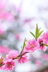 桃の花　満開　開花　枝
