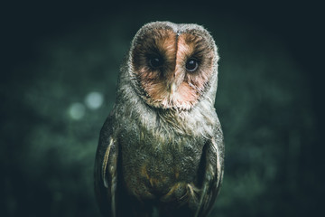 little cute owl - intentional filtered image - cute animals