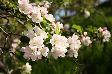 Beautiful blossoming tree branches on spring day