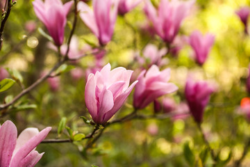 Beautiful blossoming magnolia tree on spring day