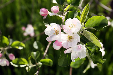 Beautiful blossoming tree branch on spring day