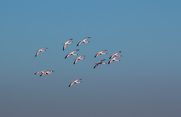 Beautiful African pink flamingos flies to the sky