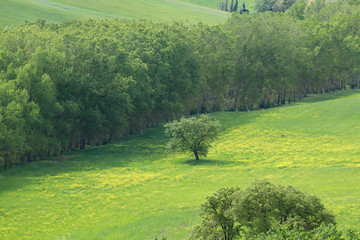 The landscape of Val d'Orcia: a lonely tree, yellow fields of rape and green meadows. Hills of Tuscany. Val d'Orcia landscape in spring