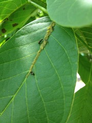 Leaf and ant