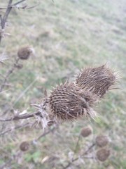 Bur