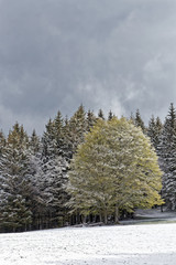 Retour de la neige au printemps