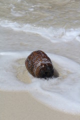 seychelles beach private island coconut
