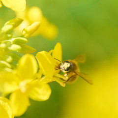 蜜蜂　菜の花　アップ