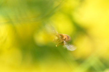 ミツバチ　菜の花　飛翔