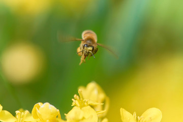 ミツバチ　飛翔　正面　菜の花
