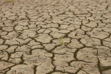 yellow dry land - drought