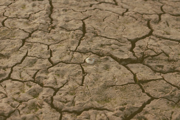 yellow dry land - drought
