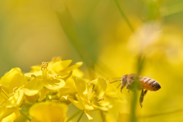 菜の花　花粉　ミツバチ