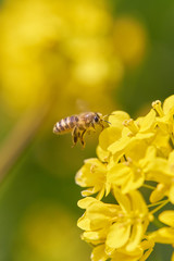 ミツバチ　菜の花　ホバリング　縦