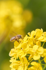 ミツバチ　菜の花　花粉　素材