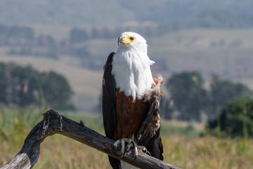 An African Fish Eagle with a wounded wing.