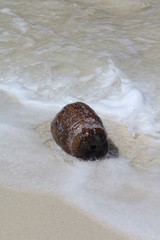 seychelles beach private island coconut
