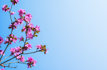 Fototapeta na wymiar Rhododendron flowers on blue sky background.