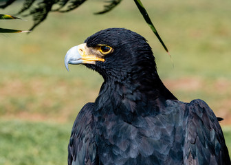 Closeup of a Verreaux's eagle, also known as a Black Eagle.