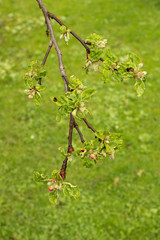 A branch of an apple tree, flowers of an apple tree, flowering trees