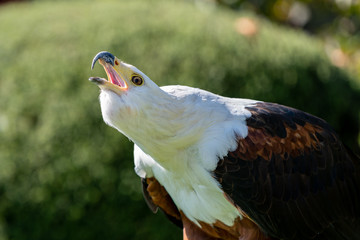 An African Fish Eagle making its signature call.