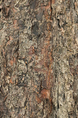 The bark of the tree, the background image of natural wood, desktop wallpaper
