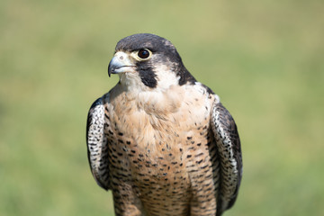 A closeup view of a Lanner Falcon.