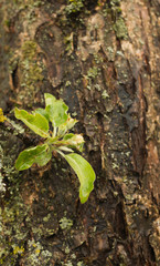 A branch of an apple tree, flowers of an apple tree, flowering trees