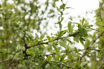 Last year’s dried red berries of the barberry (Thunberg's barberry,Japanese barberry, Berberis thunbergii) on spring thorny branches with young soft green foliage. Close-up. Macro.