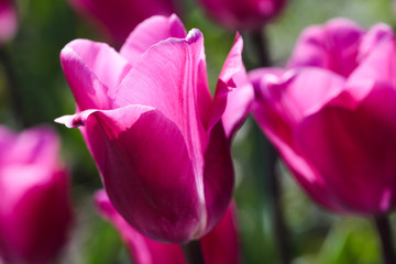 Fototapeta na wymiar Beautiful bouquet of tulips nature background.