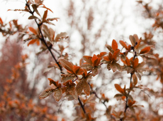 Last year’s dried red berries of the barberry (Thunberg's barberry,Japanese barberry, Berberis thunbergii) on spring thorny branches with young soft green foliage. Close-up. Macro.